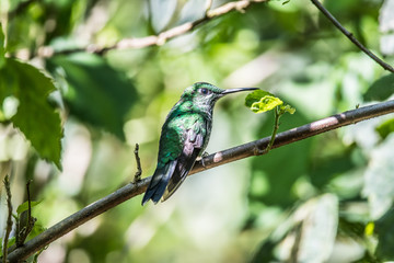 Hummingbird(Trochilidae)Flying gems