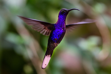 Fototapeta premium Hummingbird(Trochilidae)Flying gems
