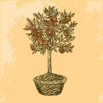 Peach tree in basket. Vintage. Engraving style. Vector illustration.