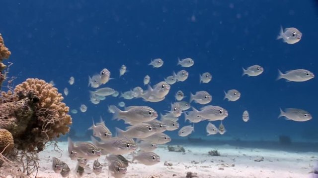 School of silver fish underwater Red sea. Relax video about marine nature of beautiful lagoon.