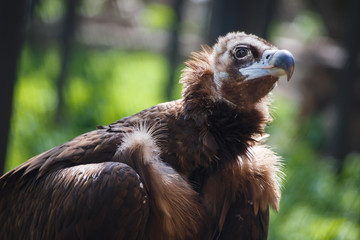 the neck looks for prey