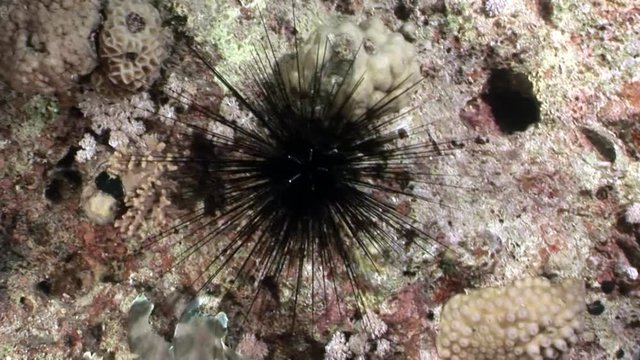 Black sea urchin Echinothrix diadema underwater. Relax video about marine nature on background of beautiful lagoon.