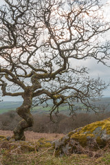 Ancient tree on Dartmoor