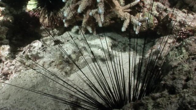 Black sea urchin Echinothrix diadema underwater. Relax video about marine nature on background of beautiful lagoon.
