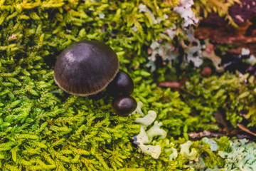 Mushrooms 6
