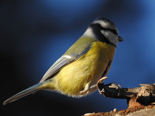Beautiful blue tit