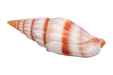 Obraz premium Sea shell on a white background