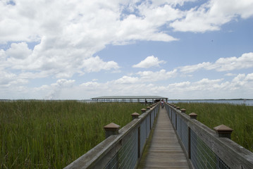 pier in the swamp
