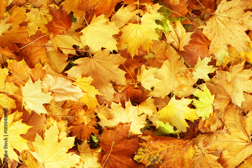 Wall mural beautiful autumn leaves on ground