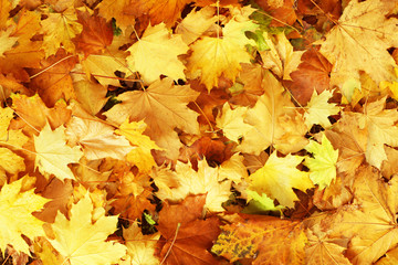 Naklejka na ściany i meble Beautiful autumn leaves on ground