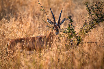 Indian Gazelle or Chinkara, Gazella bennettii