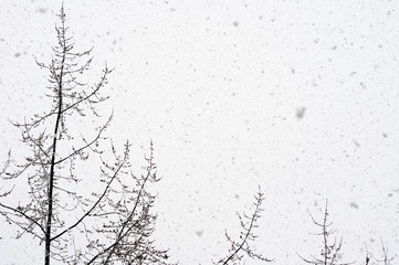 snow falling against trees and sky  background 