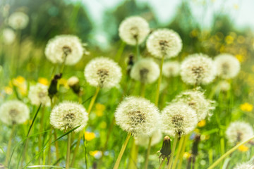 Dandelions