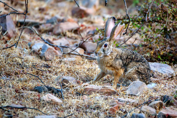 Indian hare or black-naped hare, Lepus nigricollis