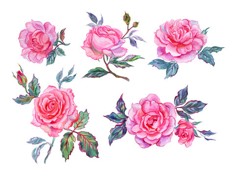 Pink roses, watercolor painting on a white background. Flower set, hand-drawn, isolated with clipping path.