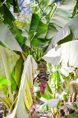 Bananas farm