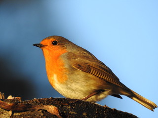 Robin