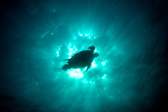 Epic underwater photo of a green sea turtle silhouette against the sun with sparkling burst light rays from the water surface. Chelonia mydas, Red Sea, Egypt