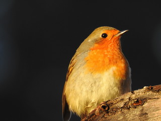 Robin
