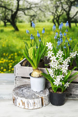 Spring flowers in the garden.