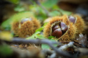 Closeup of sweet chestnuts (Marone) on a wooden, natural background  in autumn/fall on a sunny day taken in the forest