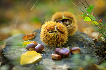 Closeup of sweet chestnuts (Marone) on a wooden, natural background  in autumn/fall on a sunny day taken in the forest