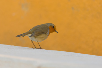 beautiful brown bird isolated perched looking with orange background, Spain.