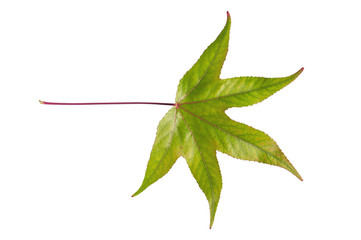 Macro leaf green shot like abstract pattern ecology plant on white background