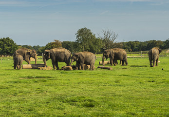 Obraz na płótnie Canvas Elephant Family