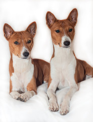 red-haired, African non-fading dog basenji on a white background