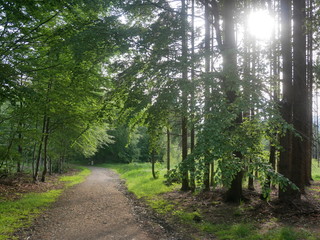 Path in the park in the rays of the morning sun