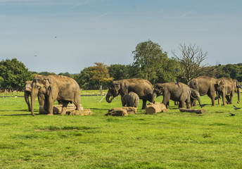 Playful Elephants