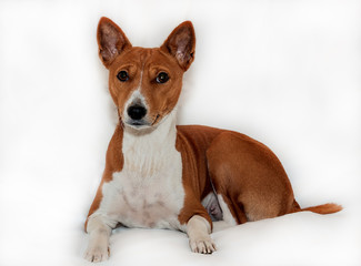 red-haired, African non-fading dog basenji on a white background