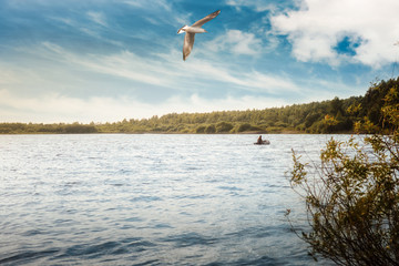 gull in the blue sky over the river near the shore