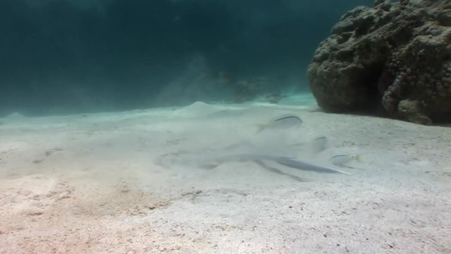 Bluespotted stingray Taeniura Lumma hiding in sand underwater Red sea. Relax video about marine animal on background of beautiful lagoon.