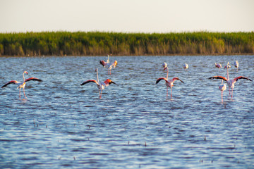 flamingos of the Camargue Park