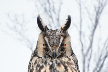 Long-eared owl (Asio otus) in natural habitat