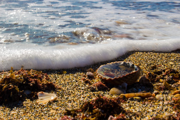 Beach, macro. Stones, seashells, sea shore. Marbella. Malaga province, Costa del Sol, Andalusia, Spain.