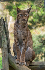Linx sitting on a log