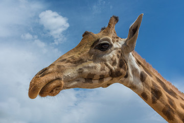 Giraffa camelopardalis rothschildi profile over blue sky with white clouds