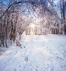 Nice winter landscape