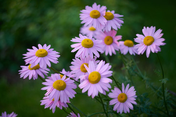 Obraz premium Pink daisies.