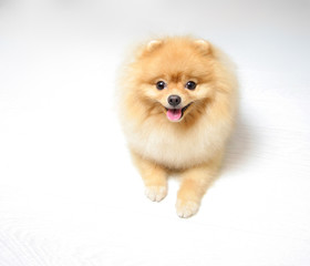 Fototapeta na wymiar Lovely Pomeranian Spitz in a red sweater. The dog is a symbol of 2018.