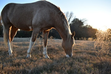 Horse at Sunset Portrait