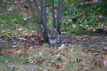 grey squirrel