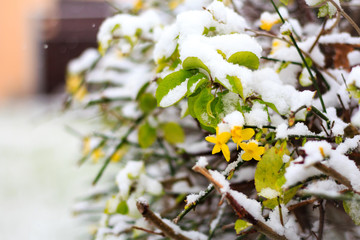 Blossoms in the snow