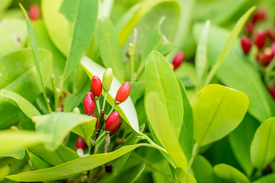 Leaves Of Coca Plant