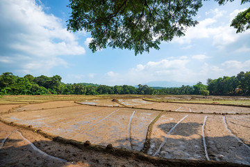 Fields with crops of rice in Sri Lanka