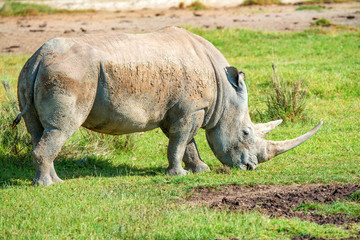 Obraz premium White rhino grazes in savanna