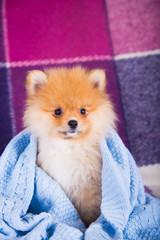 Portrait of cute fluffy pomeranian Spitz puppy wrapped in blue cotton knitted plaid